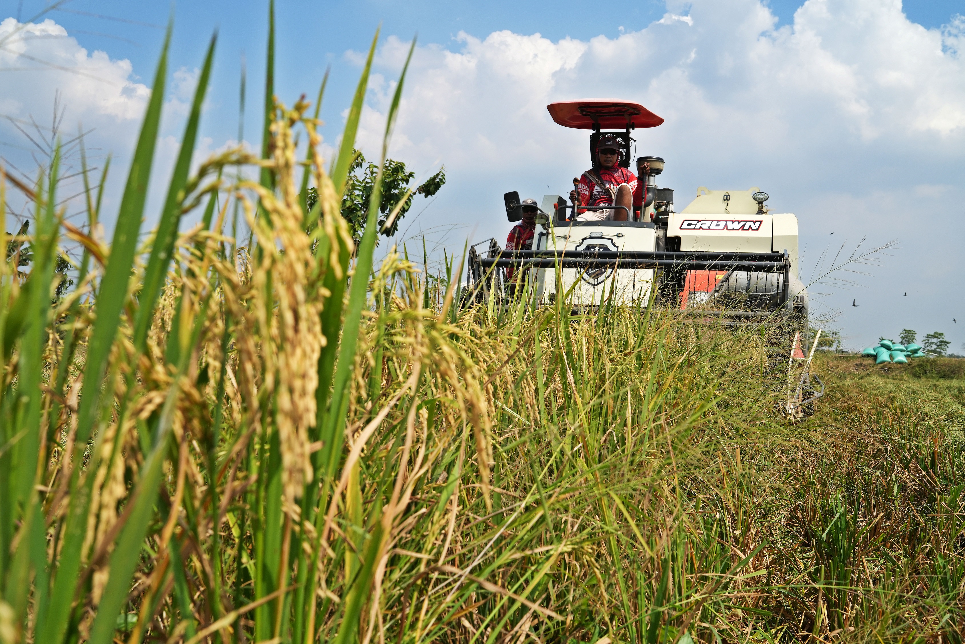 Madiun farmer operating combine harvester on rice field